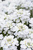 Perennial candytuft, iberis sempervirens, Top view