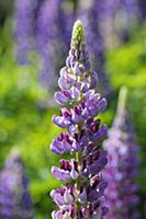 Lupin, Lupinus 'Purple Emperor', Side view of one 