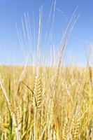 Barley, Grain crop growing in field with bus sky a