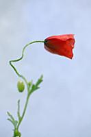 Field poppy, Papaver rhoeas, Side view of one half