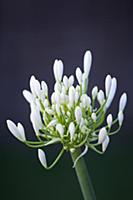 Agapanthus africanus, Close view of white flowers 