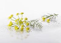 Fennel, Foeniculum vulgare flowering umbel with le