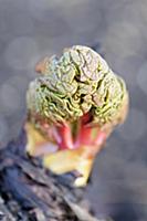 Rhubarb, Rheum rhabarbarum, New grouth emerging fr
