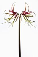Amaryllis, Hippeastrum 'Chico', Side view of one s
