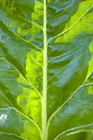 Spinach, Spinacia oleracea, Close-up detail of a g