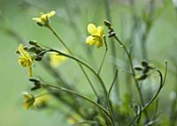 Rocket, Eruca vesicaria sativa. Close side view of