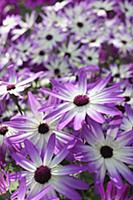 Senetti, Pericallis x hybrida 'Senetti Magenta Bic