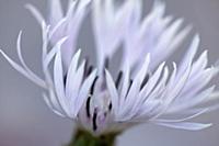 Greater Knapweed, Centaurea scabiosa, Close croppe