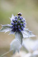 Sea holly, Eryngium maritimum, Close view of one f