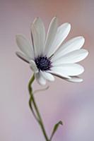 Osteospermum, a white cultivar, Front view of part