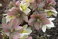 Hellebore, Helleborus x ericsmithii, Cluster of wh
