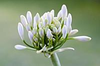 Agapanthus africanus, Close view of white flowers 