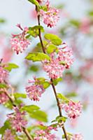 Flowering currant, Ribes sanguineum, Side view of 