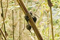 Bamboo, Bambusa cultivar, Rare bamboo fruit hangin