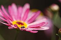 Marguerite daisy, Argyranthemum frutescens LaRita 