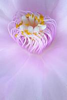 Rose Easter cactus, Rhipsalidopsis rosea, Close cr