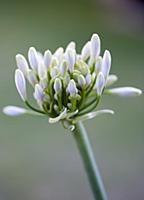 Agapanthus africanus, Close view of white flowers 
