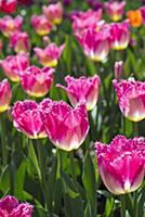 Tulip, Tulipa 'Auxerre', Side view of pink flowers