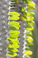 Madagascar ocotillo, Alluaudia procera, Close side