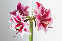 Amaryllis, Hippeastrum 'Gervase', One stem with bo