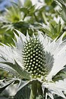 Sea holly - Miss Wilmott's ghost, Eryngium gigante