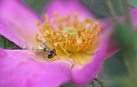 Rose, Rosa 'Summer Breeze', Very close view of ope