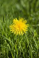 Dandelion, Taraxacum officinale, Single Yellow flo