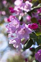 Azalea, Rhododendron Temple Belle group, A group o