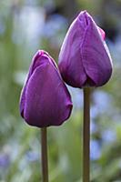 Tulip, Tulipa 'Purple prince', Side view of two cl