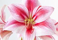 Amaryllis, Hippeastrum 'Gervase', Close view of on