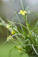 Rocket, Eruca vesicaria sativa. Close side view of