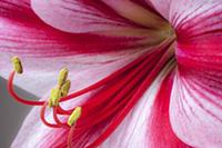 Amaryllis, Hippeastrum 'Gervase', Close view a sin
