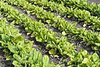 Spinach, Spinacea oleracea 'Amazon' growing in row