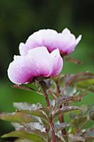 Peony, Paeonia mascula, Side view of 2 stems with 