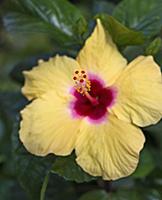Rose mallow, Hibiscus rosa-sinensis cultivar, Fron