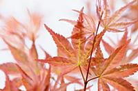 Japanese maple, Acer palmatum 'Shindeshojo', Close