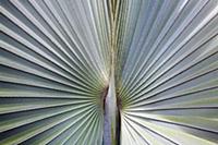 A silver blue grey Fan palm cultivar, Close view o