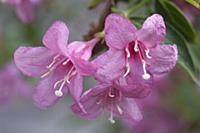 Pink Weigela, Weigela florida 'Rosea'  Close view 