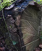 Close view of sawn tree trunk showing the saw's ma
