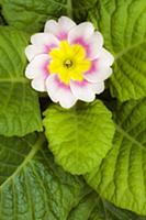 Primrose, Primula 'Delia mix', Overhead graphic vi