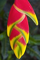 Heliconia rostrata, often known as Lobster claw, C