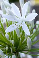 Agapanthus africanus, Close view of a white flower
