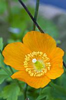 Icelandic poppy, Papaver nudicaule, Close-up detai