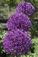 Allium Hollandicum 'Purple Sensation', Three stems