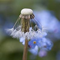 Dandelion, Taraxacum officinale, Close view of see