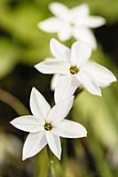 Spring Starflower, Ipheion uniflorum 'Album', Top 