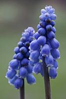 Grape hyacinth, Muscari armeniacum, Side view of t