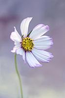 Cosmos bipinnatus 'Daydream', Front view of one fu