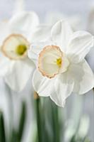 Daffodil, Narcissus 'High Society', Close side vie