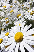 Ox-eye daisy, Leucanthemum vulgare, Wide angle clo